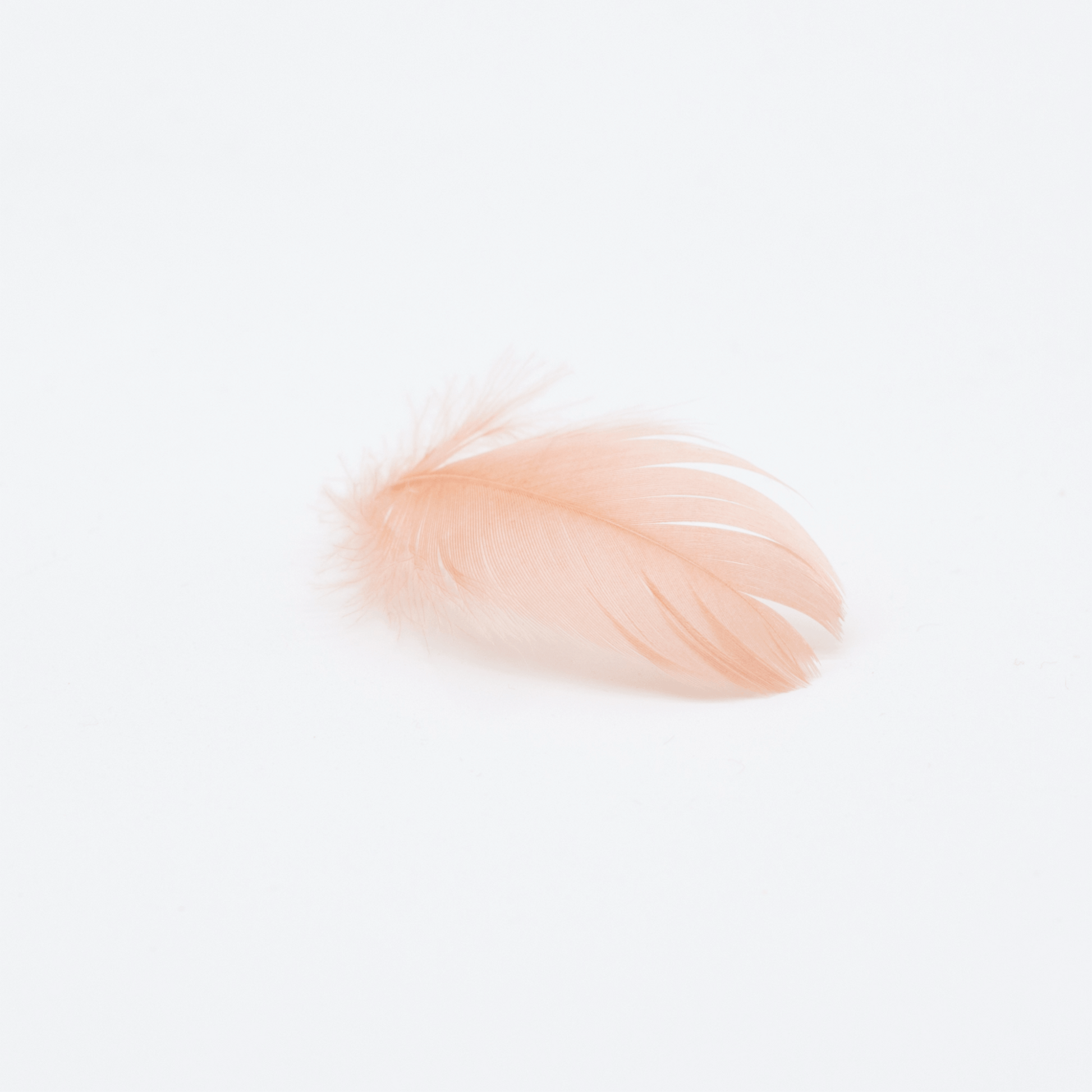 Feathers Rose Gold | Feathers for balloons | Party Crafts Balloon Market